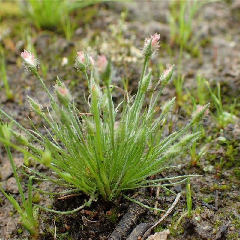 Centrolepis strigosa