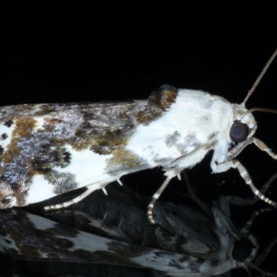 Acontia nivipicta