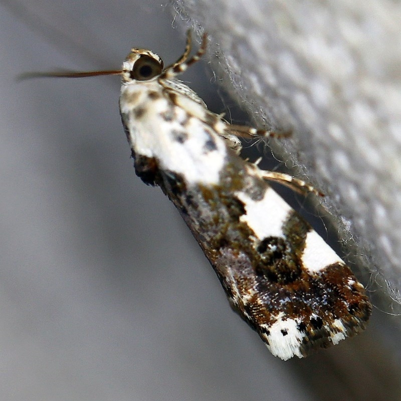 Acontia nivipicta