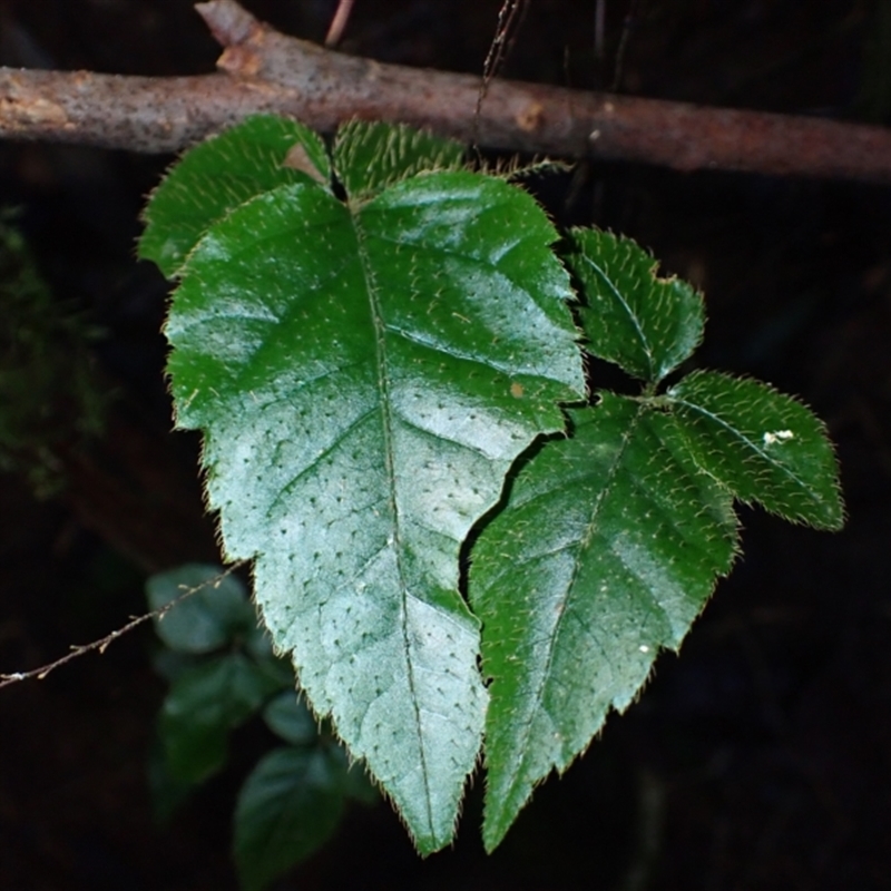 Cephalaralia cephalobotrys