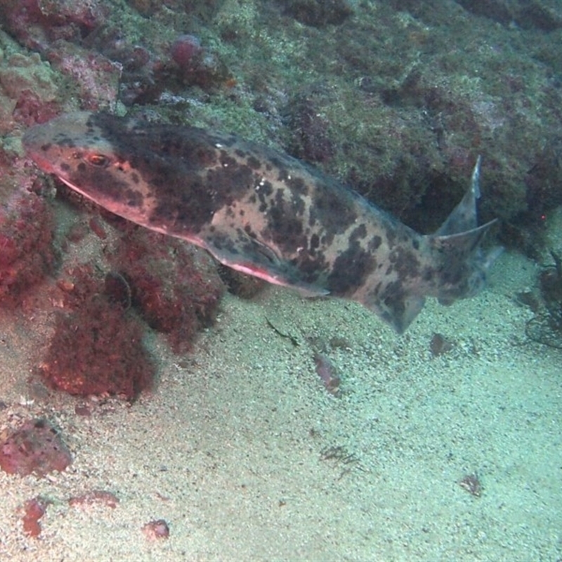 Cephaloscyllium laticeps