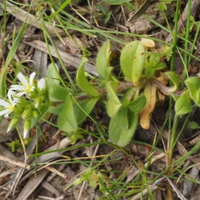 Cerastium glomeratum