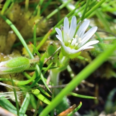 Cerastium vulgare