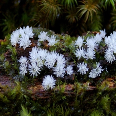 Ceratiomyxa fruticulosa