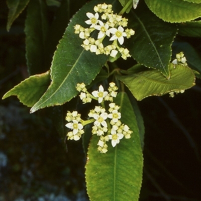 Ceratopetalum apetalum