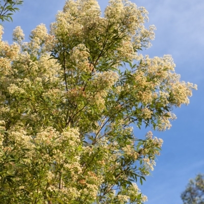 Ceratopetalum gummiferum