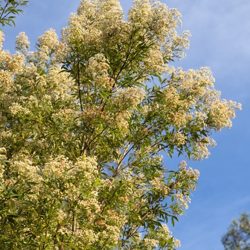 Ceratopetalum gummiferum