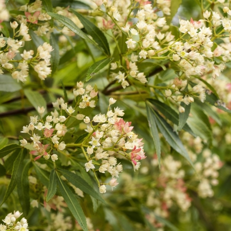 Ceratopetalum gummiferum