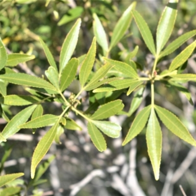 Ceratopetalum gummiferum