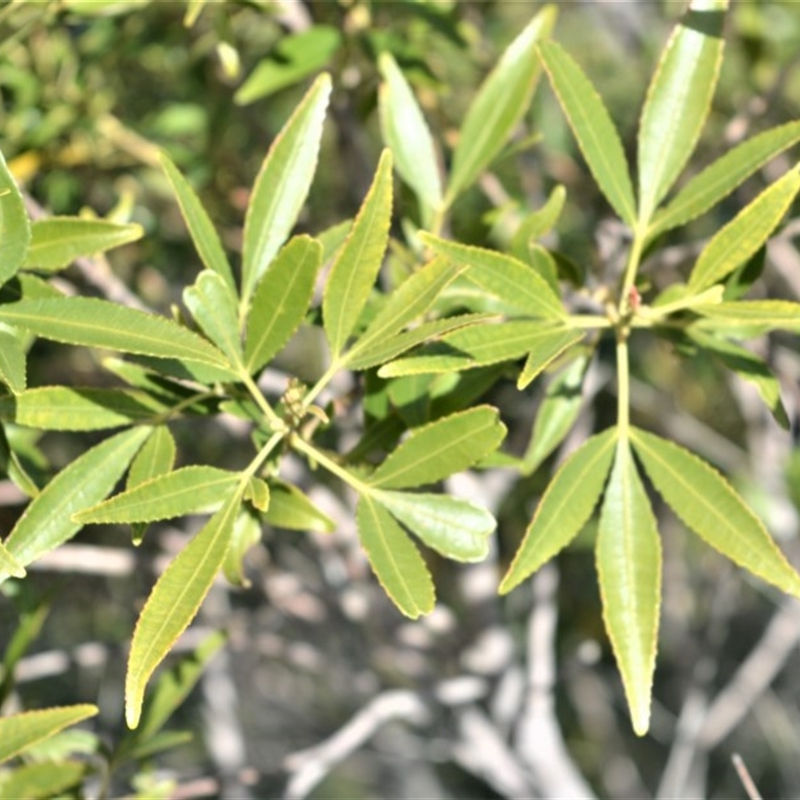 Ceratopetalum gummiferum