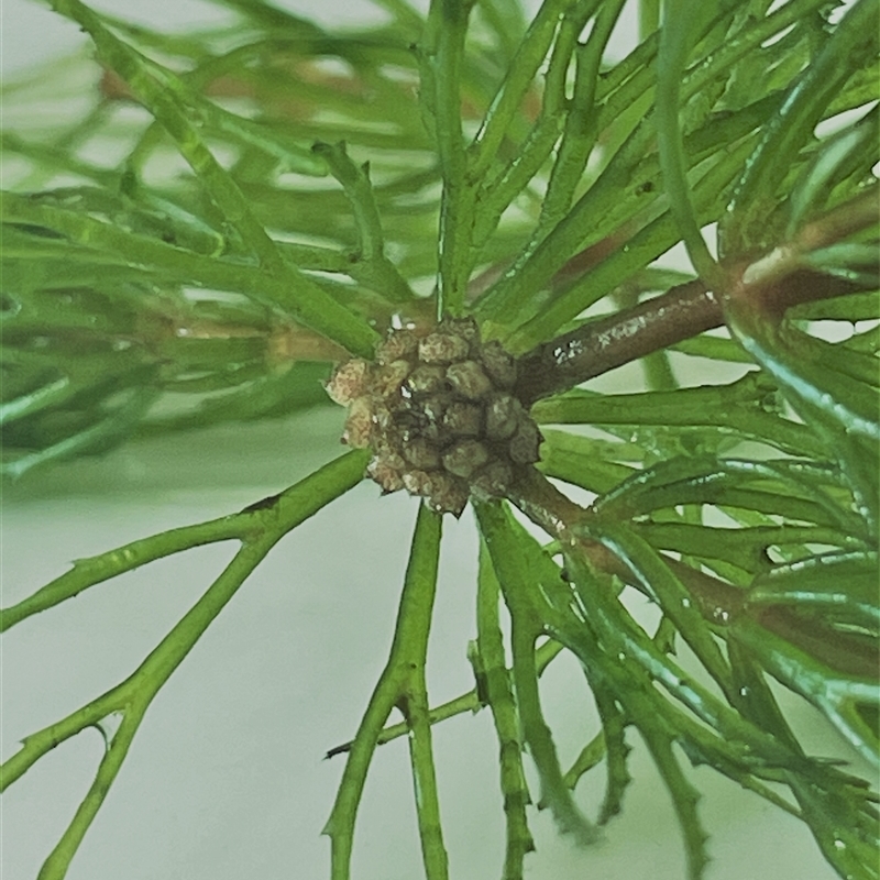 Ceratophyllum demersum