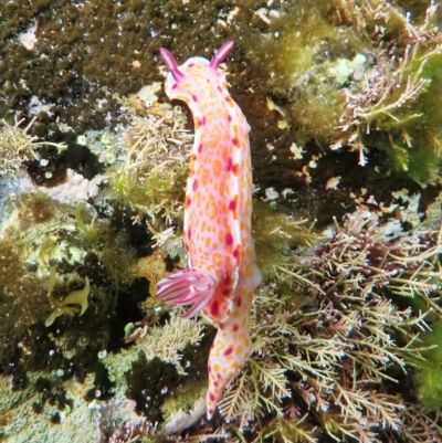 Ceratosoma amoenum