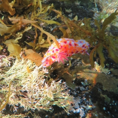 Ceratosoma amoenum