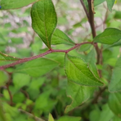 Ceratostigma willmottianum