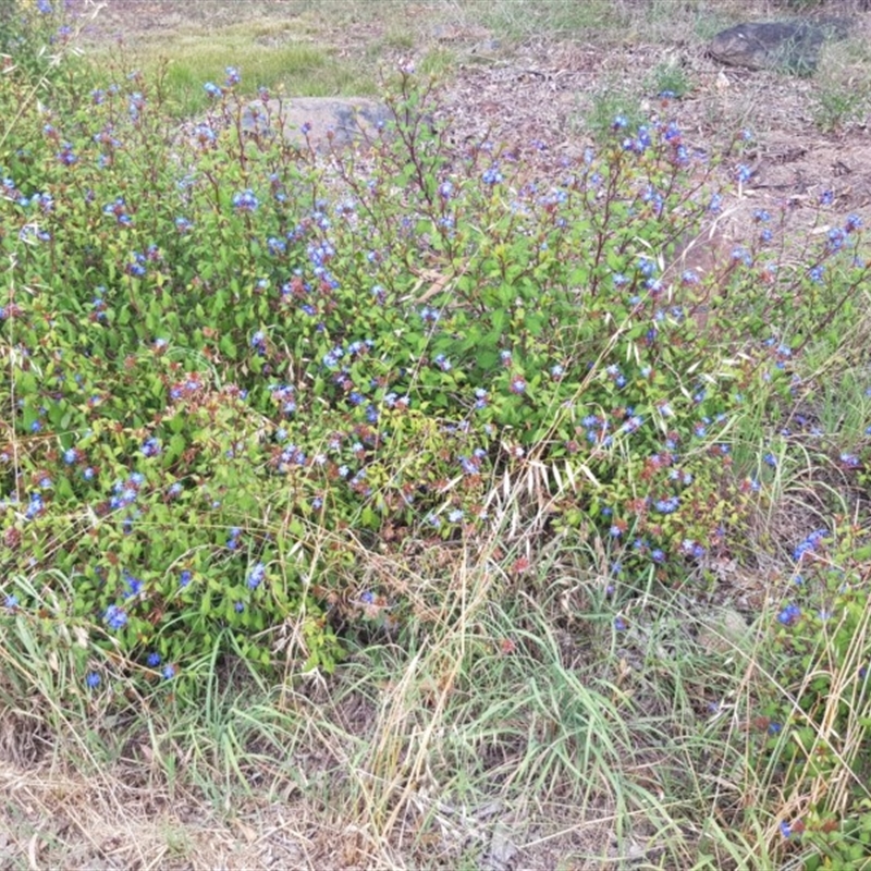 Ceratostigma willmottianum