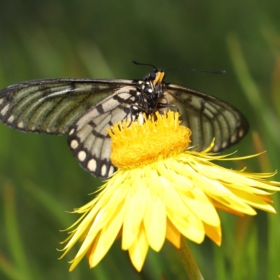 Acraea andromacha