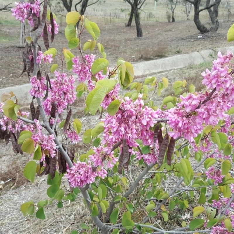 Cercis siliquastrum