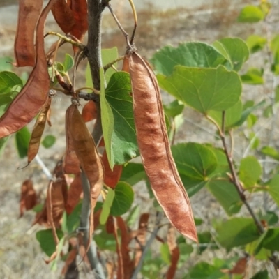 Cercis siliquastrum