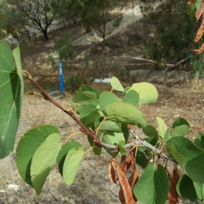 Cercis siliquastrum