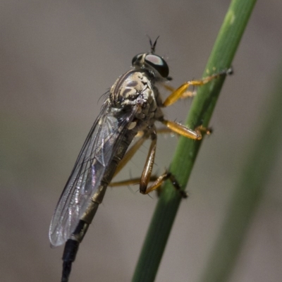 Cerdistus sp. (genus)