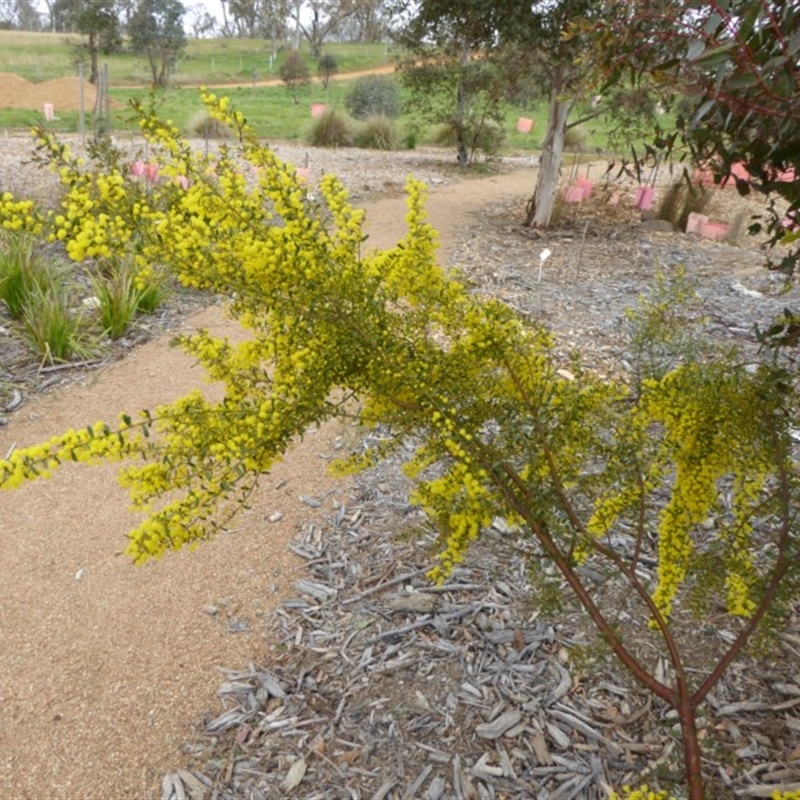 Acacia acinacea