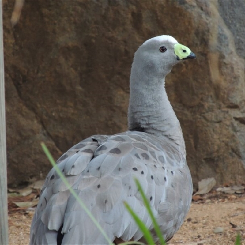 Cereopsis novaehollandiae