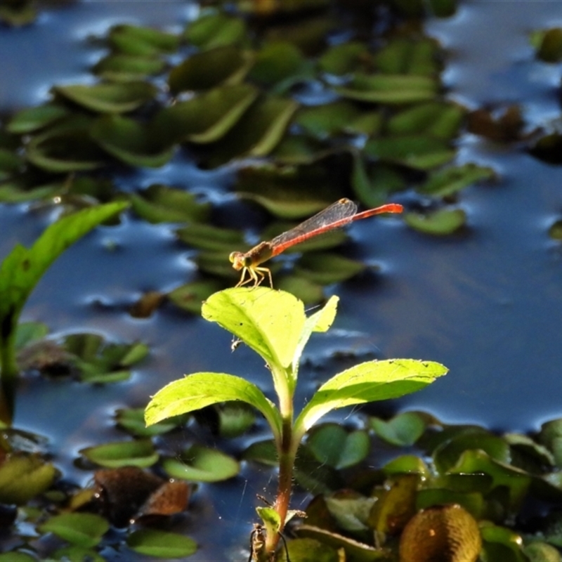 Ceriagrion aeruginosum