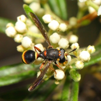 Ceriana (Sphiximorpha) breviscapa