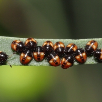 Ist instar nymph