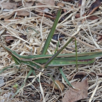 Sighting 334493
ADULT