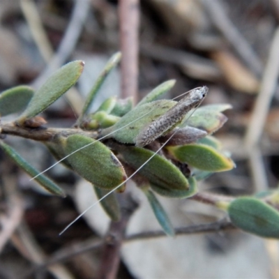 Ceromitia leptosticta