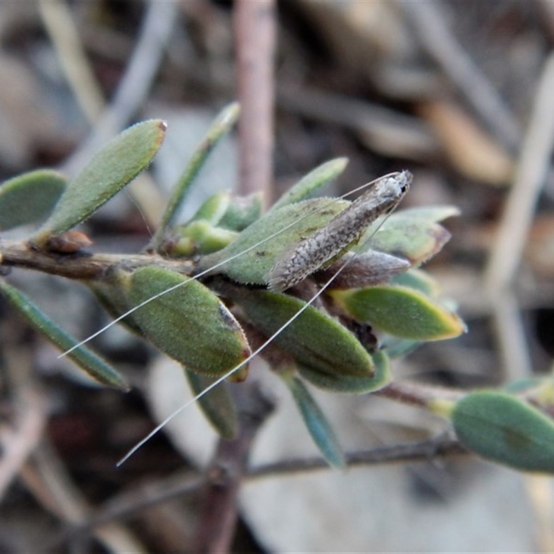 Ceromitia leptosticta