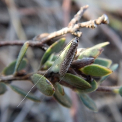 Ceromitia leptosticta