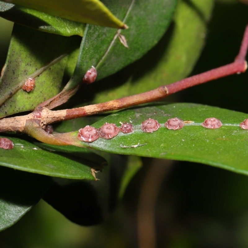 Ceroplastes rubens