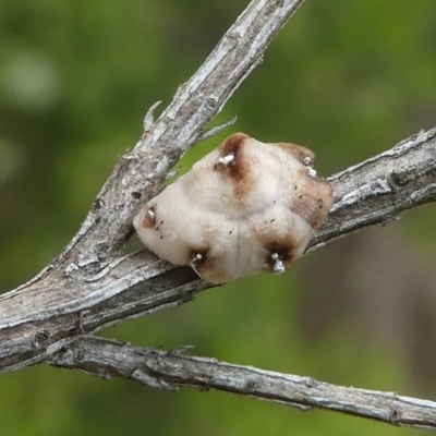 Ceroplastes sp.