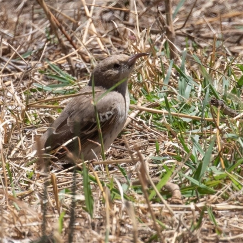 Certhionyx variegatus