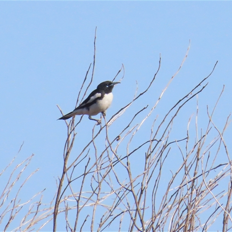 Certhionyx variegatus