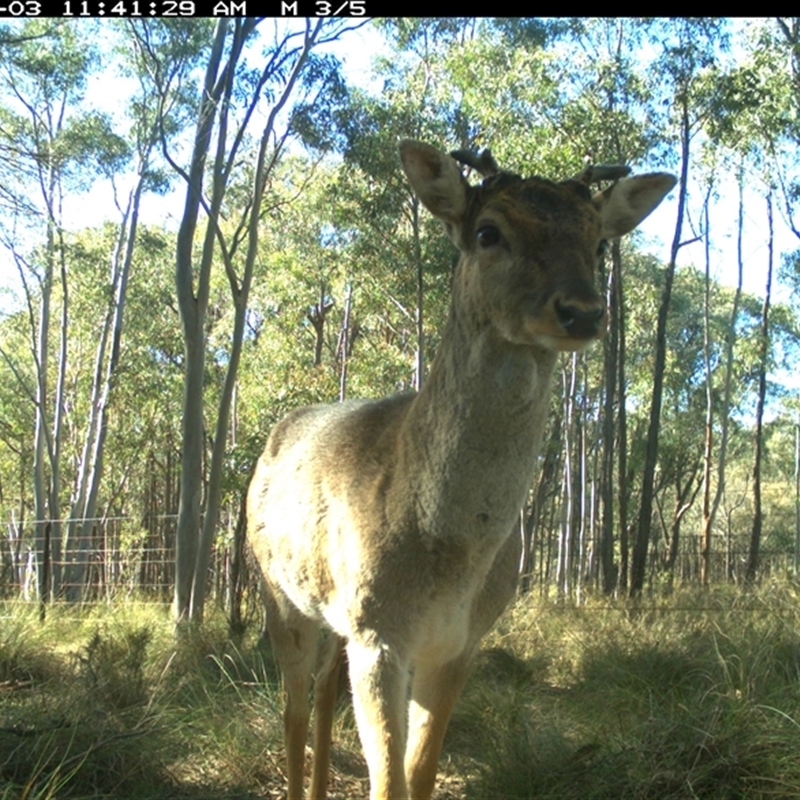 Cervus sp. (genus)