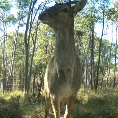 Cervus sp. (genus)