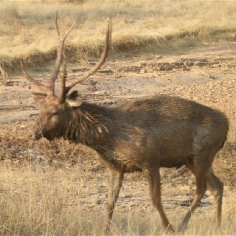 Cervus unicolor