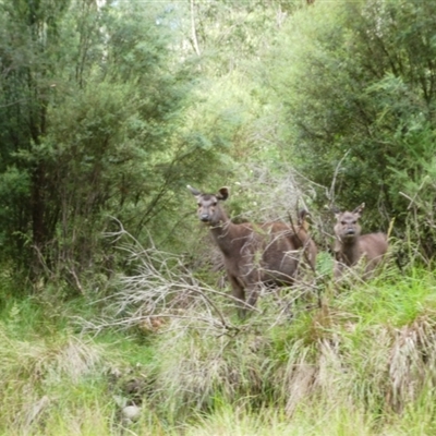 Cervus unicolor