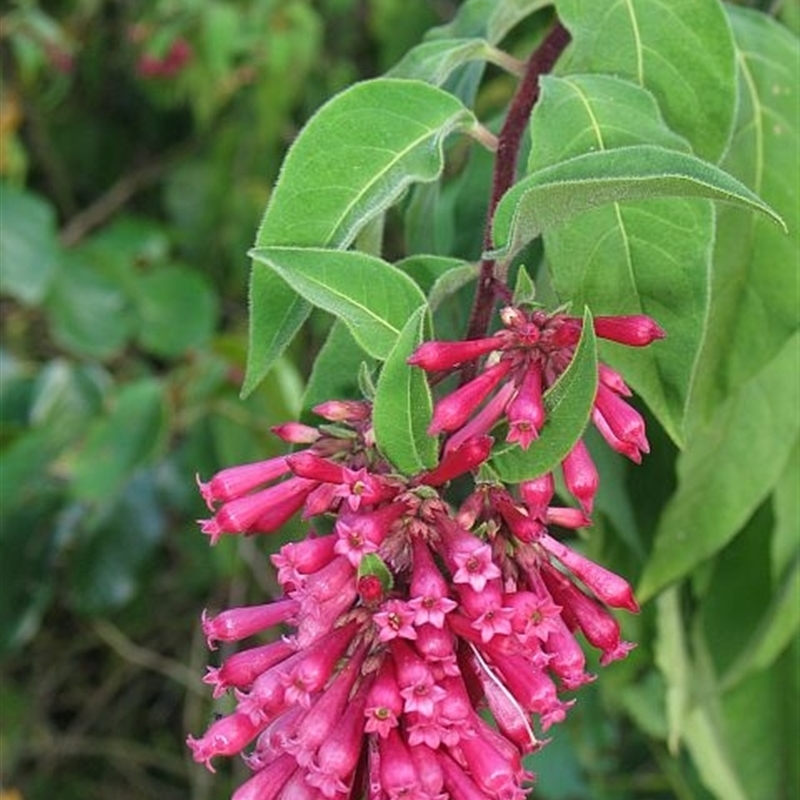 Cestrum elegans