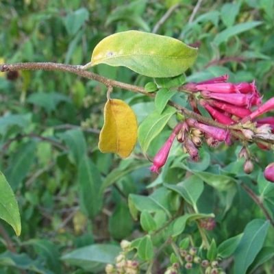 Cestrum elegans