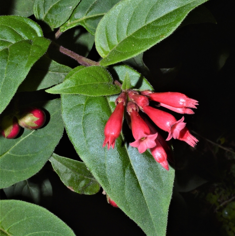 Cestrum elegans