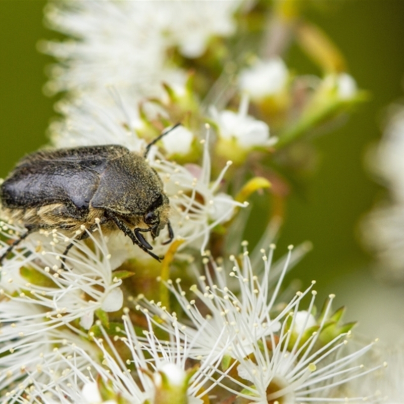 Cetoniinae sp. (subfamily)