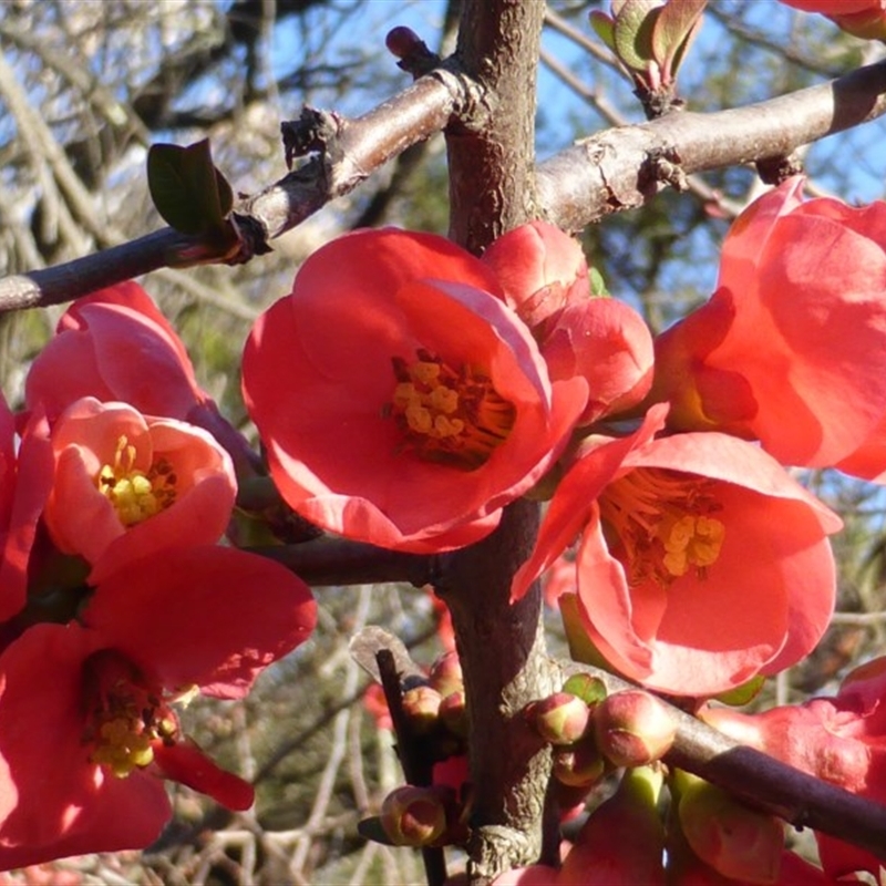 Chaenomeles speciosa