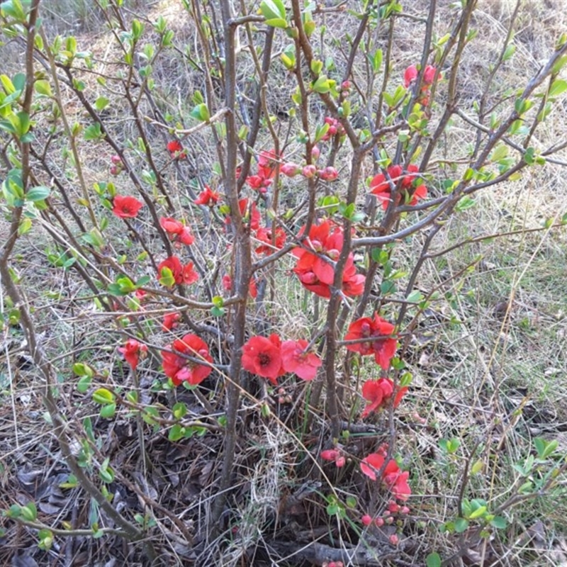 Chaenomeles speciosa