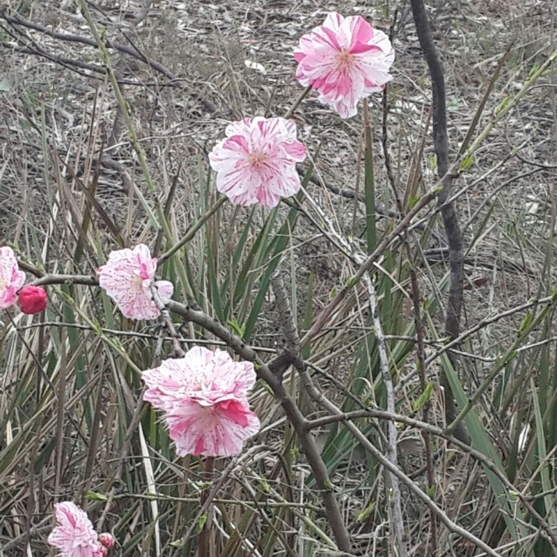 Chaenomeles speciosa