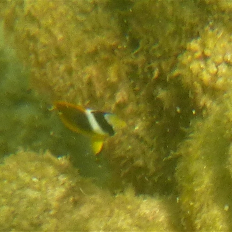 Chaetodon flavirostris