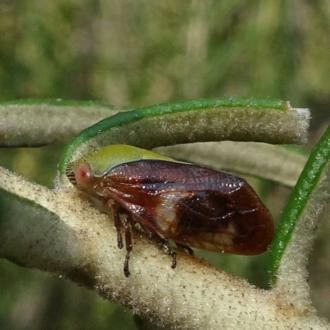 Adult